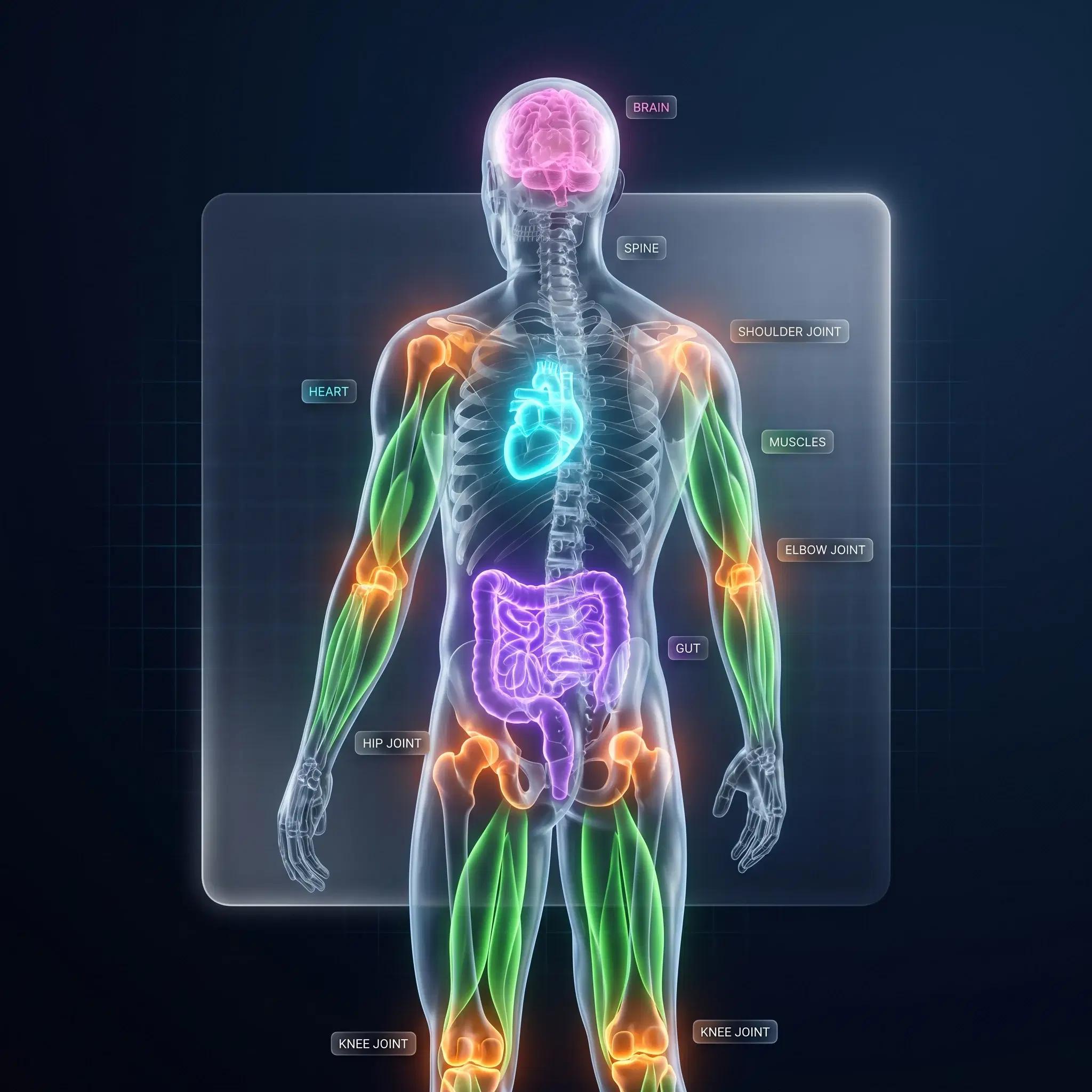 Holographic anatomical body figure with 13 regions glowing in different neon colors